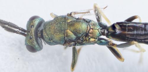 Réf. 284 362 : Stenomalina sp.